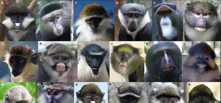 Una app de reconocimiento facial quiere ayudar a encontrar primates en extinción