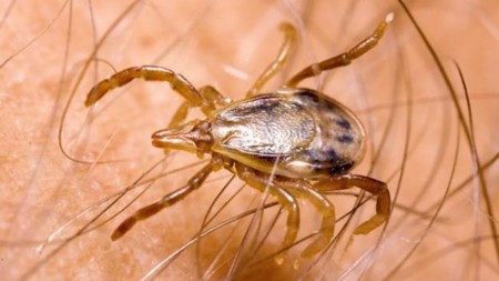 Te puedes convertir en alérgico a la carne si te pica esta garrapata