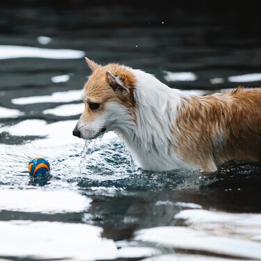 Los juguetes imprescindibles para que tu perro disfrute en la piscina o en la playa  