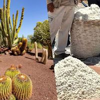 Conoce el destino de Puebla que alguna vez fue mar, donde todavía se produce sal, con una zona arqueológica y un bosque de cactáceas gigantes 