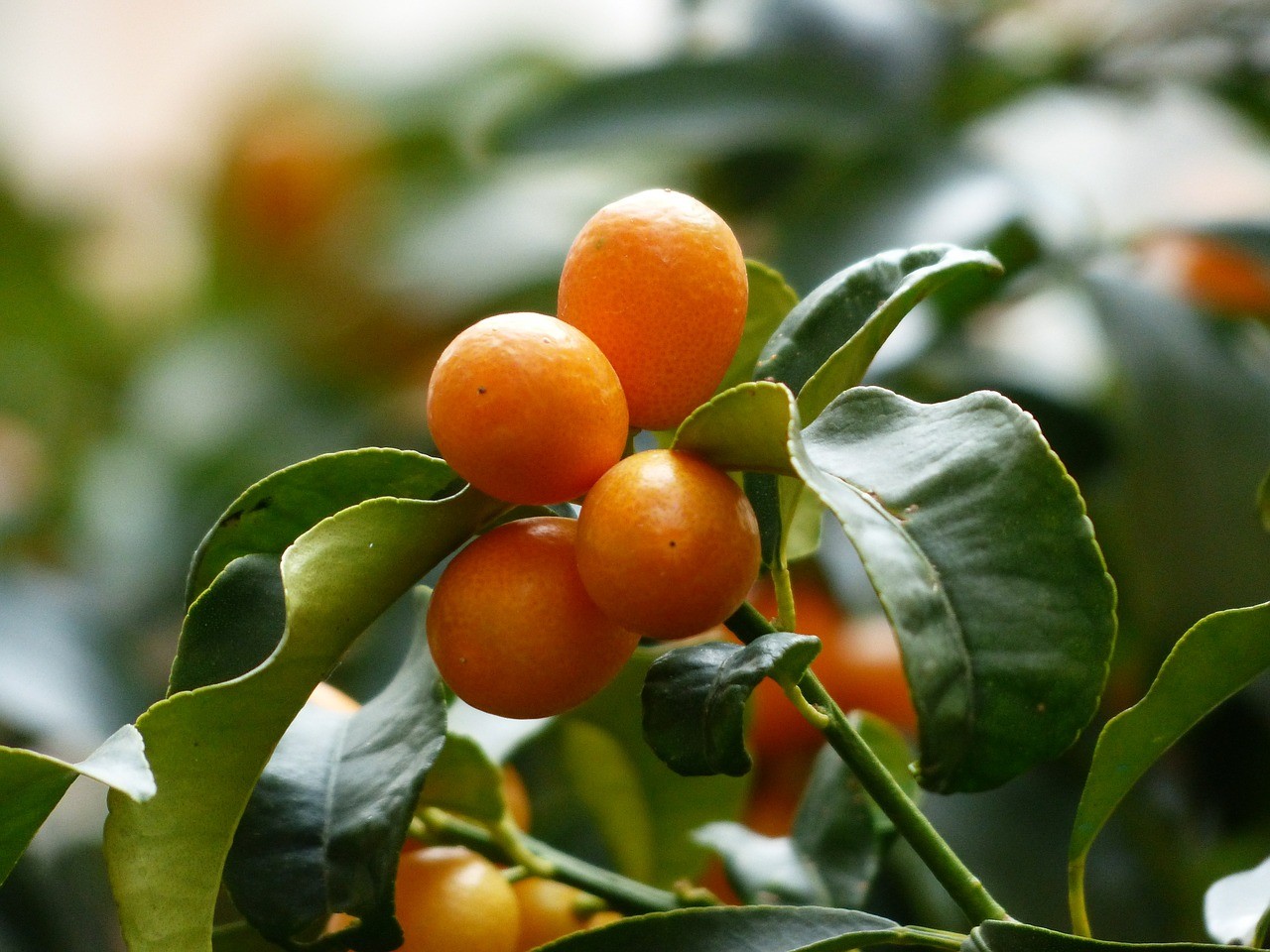 Alimentos kumquat. Propiedades, benficios y usos en la cocina