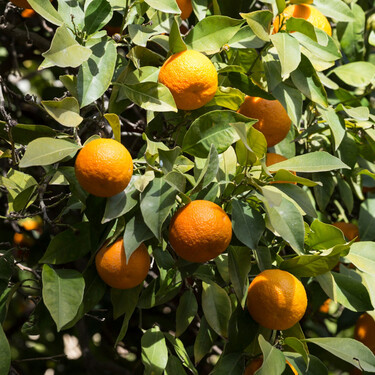 Bruselas vuelve a reducir las inspecciones a los cítricos egipcios a las puertas de la campaña de 2026