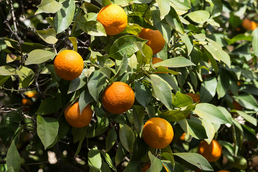 Bruselas reduce por segundo año la tasa adicional de inspección a los cítricos egipcios: del 30% en 2023 al 10% en 2025