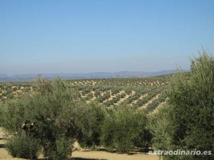 La mano de obra en agricultura: Viejos problemas sin solucionar