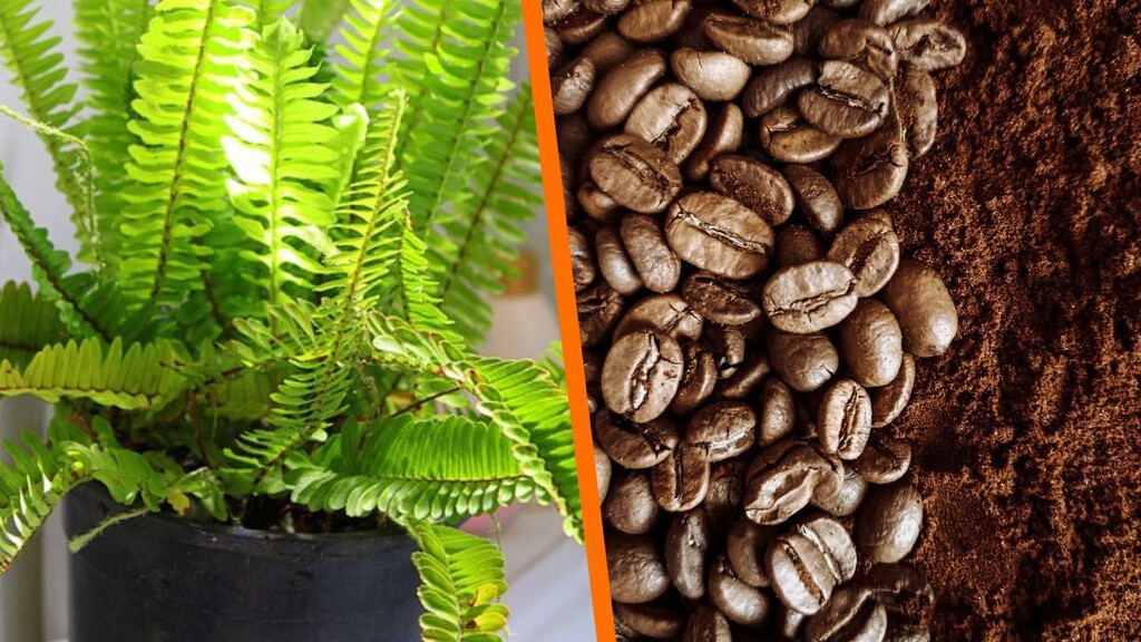 Cómo cuidar helechos en casa: Los tres mejores abonos caseros para helechos con ingredientes de cocina