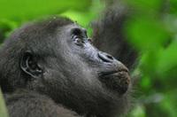 Nuevo Parque Nacional en el Congo para proteger a los gorilas 