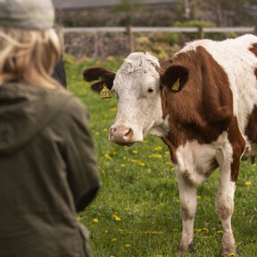 No es que las vacas sean listas, sino que casi parecen perros: reconocen las caras y voces de sus dueños, y perciben las emociones humanas 