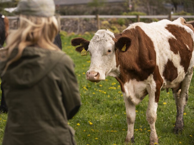 Vaca