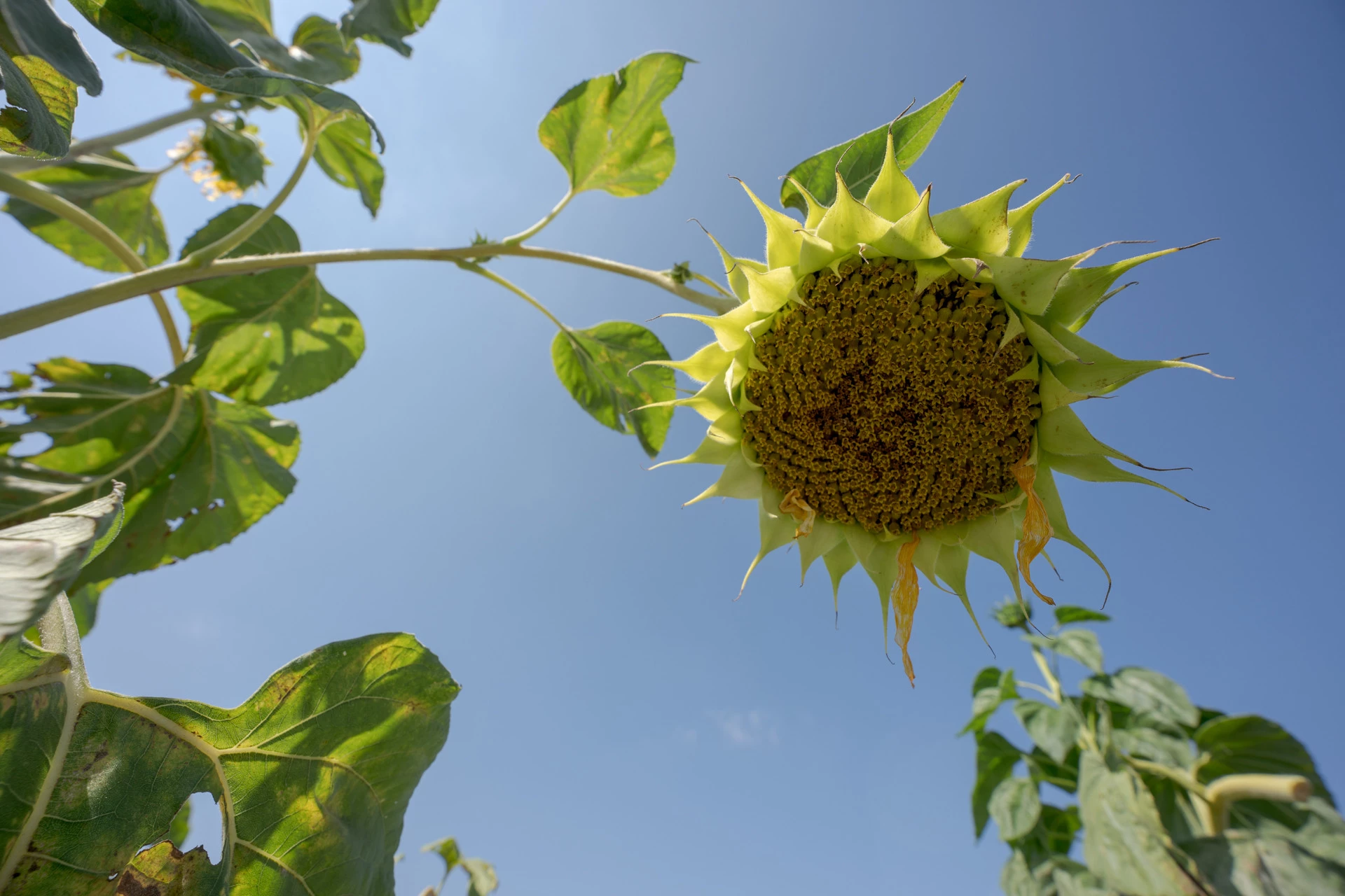 Sigma 14‑24mm F2.8 DG DN