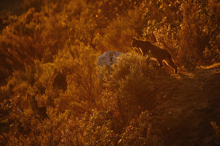 Montphoto 2020, la 24ª edición del clásico festival de fotografía de naturaleza, se celebrará íntegramente online