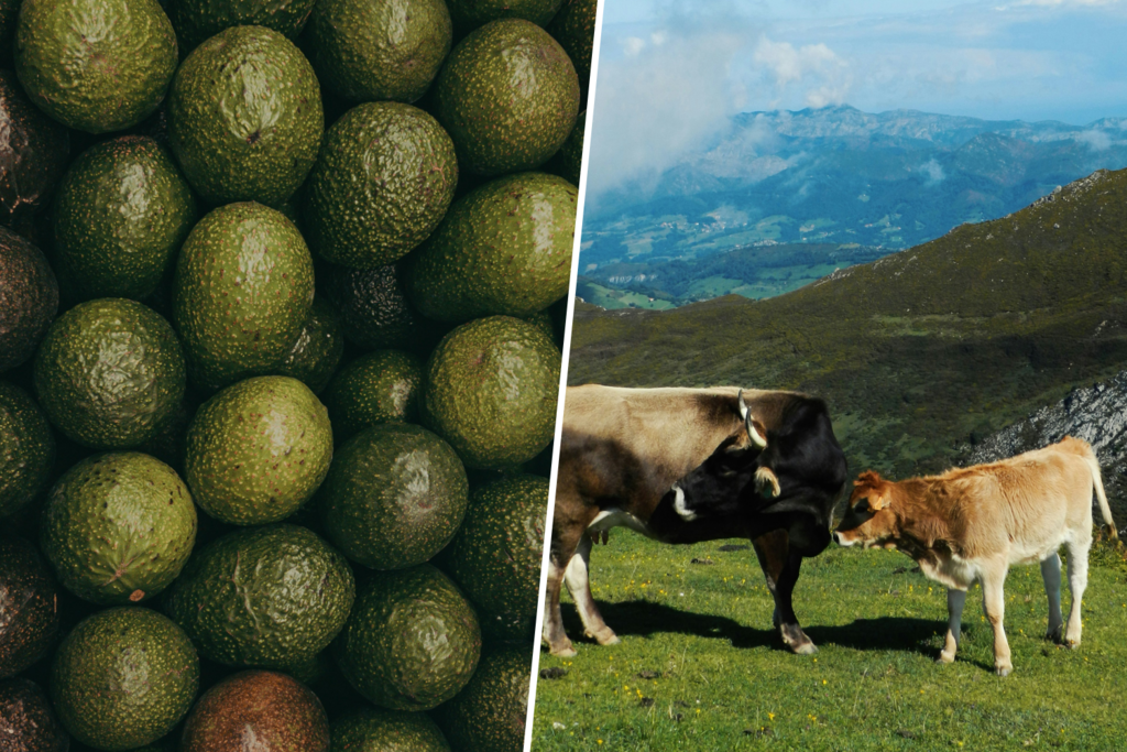 Mientras el aguacate sigue dando problemas en el sur de España, una región se postula como alternativa: Asturias
