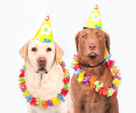 ¿Elegimos mascotas que nos recuerdan a nosotros mismos?