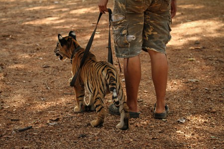Tigre