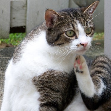 Si tu gato sacude la cabeza… ¡puede que sea otitis! 