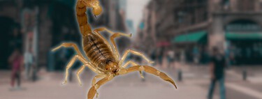 Las altas temperaturas y las lluvias están sacando a los alacranes en CDMX: estas son las zonas más afectadas 