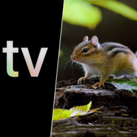 La serie que te hace sentir que el mundo es enorme mirando lo más pequeño. Y solo está en Apple TV 