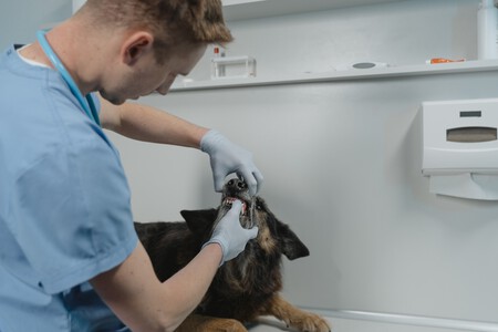 Un perro en un veterinario