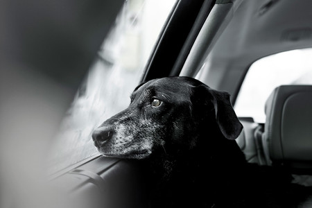 dogoftheyear