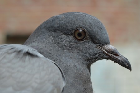 Dar de comer a las palomas: malos para ellas, malo para todos
