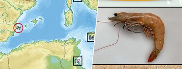 El Ebro se está llenando de una especie con potencial invasor: el langostino café. La parte positiva es que al menos se comen 