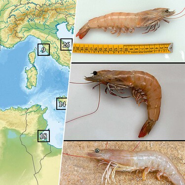 El Ebro se está llenando de una especie con potencial invasor: el langostino café. La parte positiva es que al menos se comen 