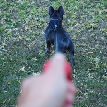 Un experto en adiestramiento canino avisa: "Los perros que tiran de la correa seguramente en casa tienen una falta de normas" 