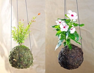 A tu bola kokedamas, plantas sin maceta para personas que van a su aire