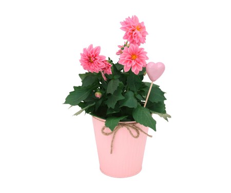 Dalia Rosa Aldi