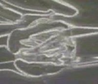 Nacerán los bebés de óvulos congelados por vitrificación