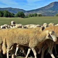 Museo del Ovino, o ser pastores por un día