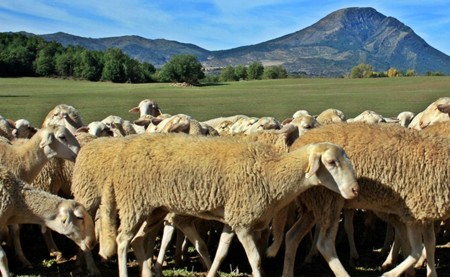 Museo del Ovino, o ser pastores por un día