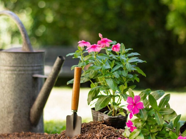 Plantas De Verano Para Otono