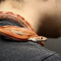 En internet hay tíos que manejan serpientes letales a mano desnuda para conseguir visitas. Bienvenidos al mundo de los snake bros