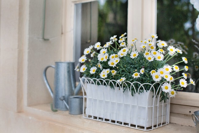 Nature Plant White Flower Window Summer 1365761 Pxhere Com