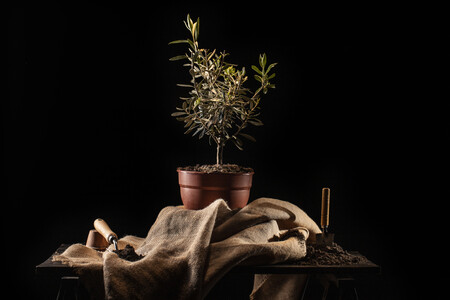 Celebracion Del Dia Del Arbol Con Arbol En Maceta 1