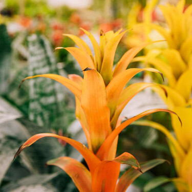 El viernes llega a Lidl la planta que pone el toque vibrante de color a cualquier estancia y necesita pocos cuidados