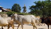 Hsipaw, un rincón por explorar de Myanmar