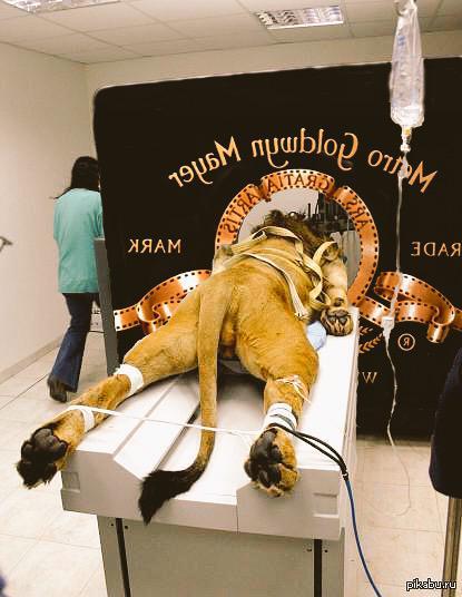 Cazadores de fakes: no, el rugido del león de la MGM no se grabó así