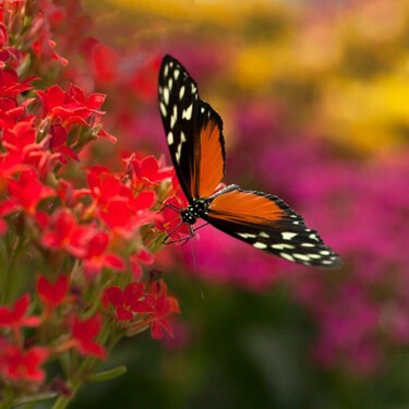 Ni hoteles de insectos ni trucos virales: las plantas que realmente llenan de mariposas un jardín en primavera 