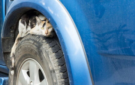 Gato en la rueda de un coche aparcado
