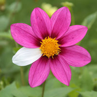 Hablemos de ellas: once preguntas sobre las enfermedades raras