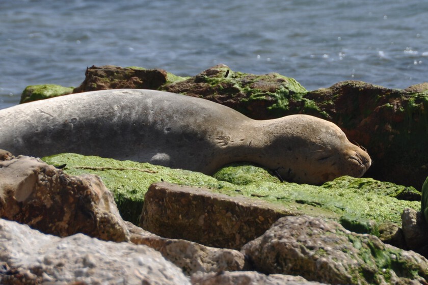 Yulia Aka Tugra Female Mediterranean Monk Seal Sleeping In Israel By Bar