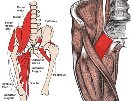 La pierna aductores de musculos