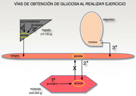 Así utiliza tu cuerpo los hidratos de carbono en el ejercicio