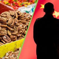 México encontró en China un gran comprador para sus nueces pecanas. Ahora les impuso un arancel de 51.6% 