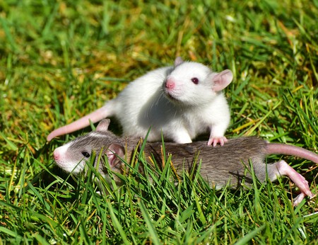 Una pareja de ratas