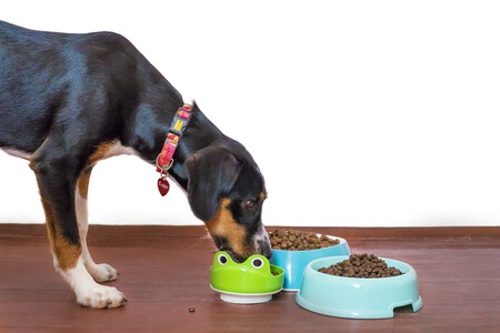 Alimentacion En Perros Esterilizados