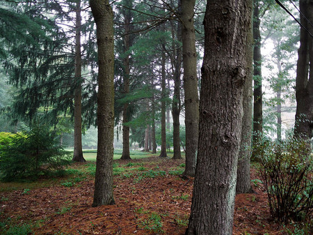 Escaramuzas en el bosque y gases lacrimógenos. Ecologistas, granjeros y policía se enfrentan por un nuevo aeropuerto francés