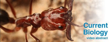 Espécie de aranha-balista é descoberta na Austrália e ela possui "a especialização definitiva", segundo cientistas 