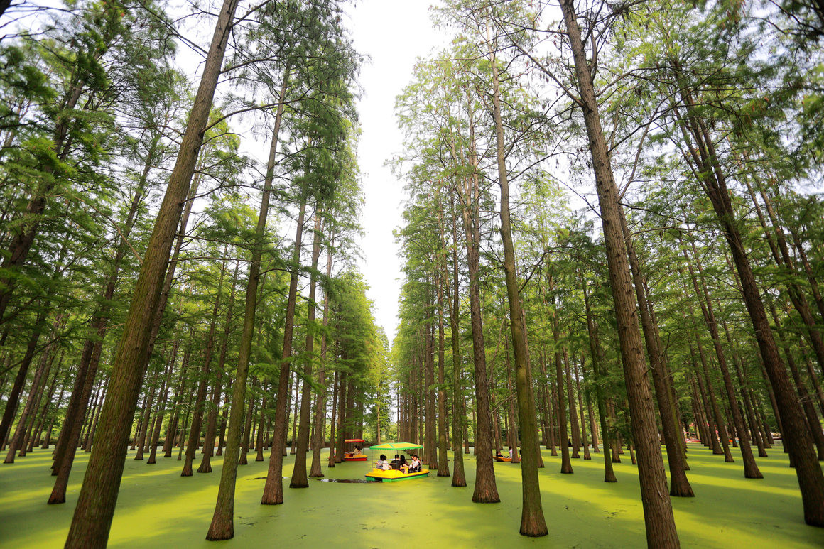 El bosque que en realidad es un lago y todos sus árboles están perfectamente alineados